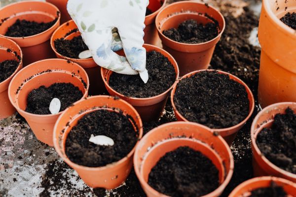 Créer un jardin d'herbes à partir de graines : types, plantation et soin