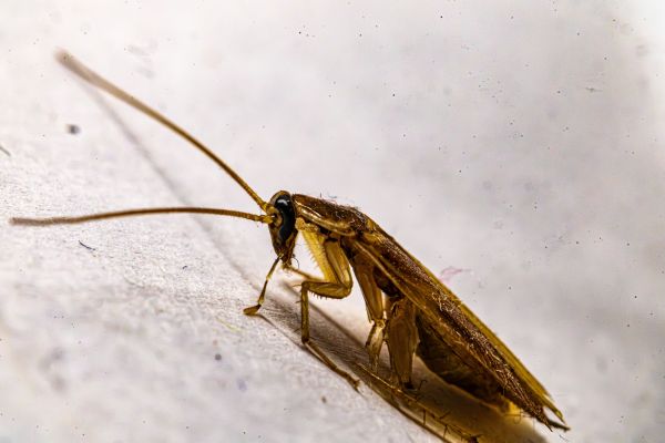 Quelles astuces pour prévenir les nuisibles dans votre maison sans produits chimiques ?